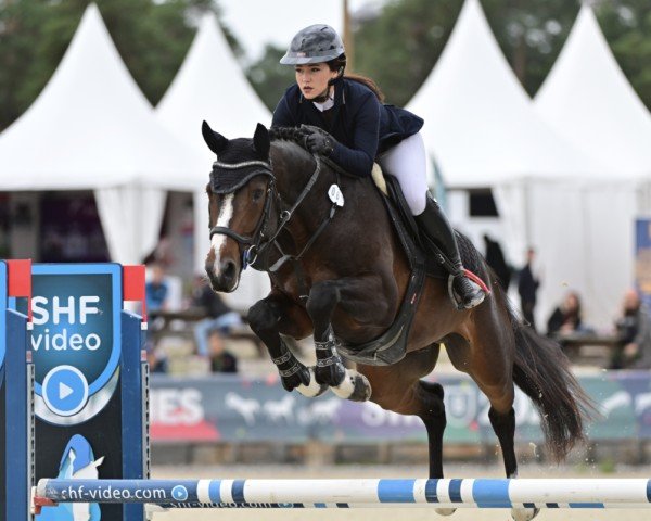 Deckhengst Jimmytchou Ash'M (Selle Français, 2019, von Cristallo I)