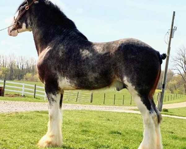 Pferd Parnellranch Calihan (Clydesdale, 2017, von Gregglea Azar's Protege)