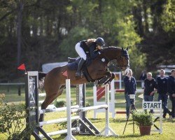 Springpferd Cody SH (Oldenburger Springpferd, 2018, von VDL Cardento 933)