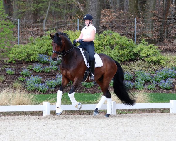 dressage horse Flirt Edition (Oldenburg, 2010, from Fürstenball)