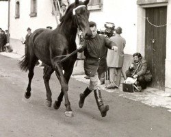 stallion Laurus (Bavarian, 1970, from Landrat)