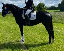 broodmare Havanna (German Sport Horse, 2022, from Dancier Gold FRH)