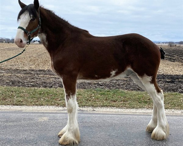 Pferd Thomas Bacardi's Superior (Clydesdale, 2019, von Willow Way Bacardi)