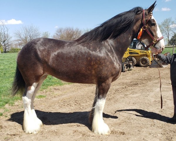 Pferd Somewhere Hawk's Black Betty (Clydesdale, 2017, von Somewhere Doc's Blackhawk) Pferd Somewhere Hawk's Black Betty (Clydesdale, 2017, von Somewhere Doc's Blackhawk)