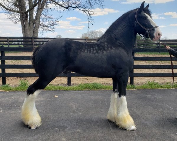 stallion Somewhere Doc's Blackhawk (Clydesdale, 2012, from Donegal Dr Pepper) stallion Somewhere Doc's Blackhawk (Clydesdale, 2012, from Donegal Dr Pepper)