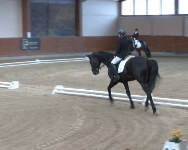 Reitturnier Weikersdorf am Steinfelde 2025