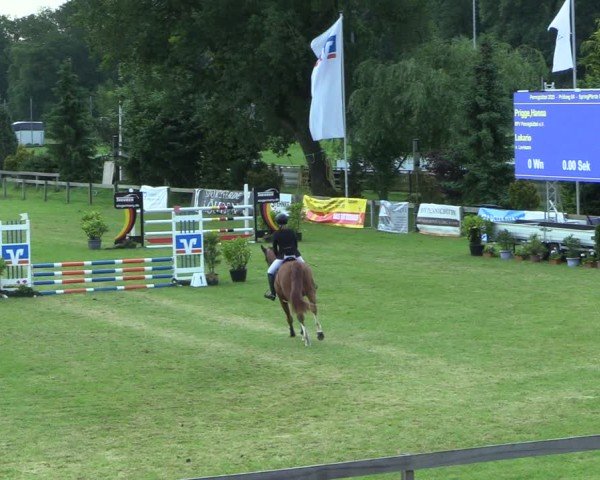 Reitturnier Pennigbüttel 2025