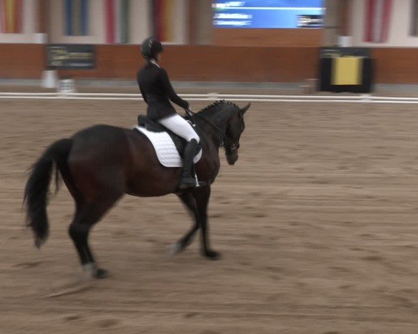 Reitturnier Weikersdorf am Steinfelde 2025
