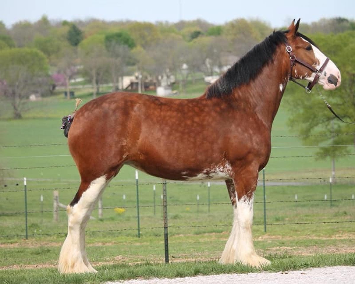 Pferd Ozark's Royal Gracie (Clydesdale, 2017, von Plunton Calum Maelogan)