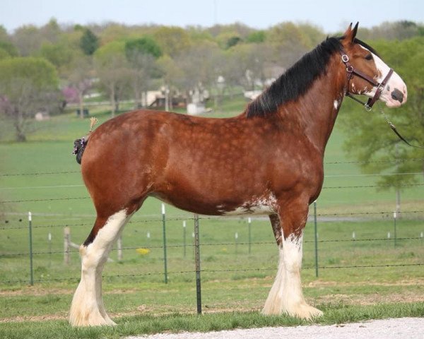 Cheval Ozark's Royal Gracie (Clydesdale, 2017, de Plunton Calum Maelogan)