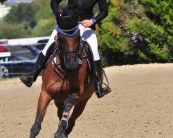 jumper Chelcy 2 (Hanoverian, 2008, from Contendro I)