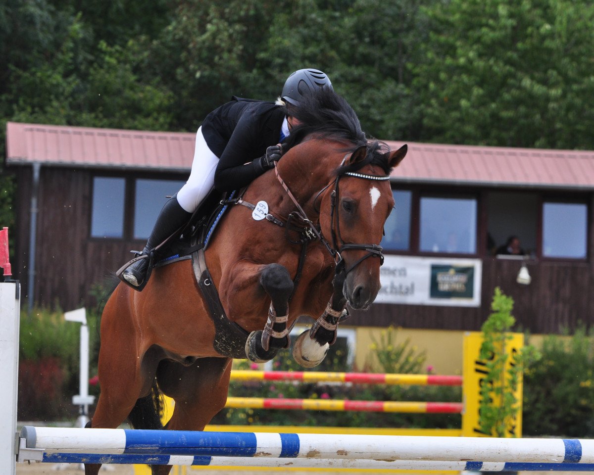 Springpferd Sometimes in Action (Hannoveraner, 2013, von Sampras)