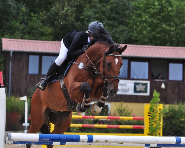 Springpferd Sometimes in Action (Hannoveraner, 2013, von Sampras)