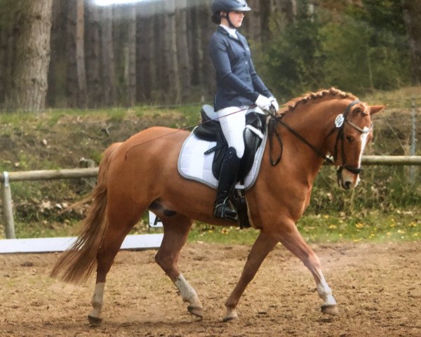 dressage horse Doolittel 4 (German Riding Pony, 2014, from Dimension AT NRW)