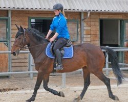 Springpferd It's Me Passie B (KWPN (Niederländisches Warmblut), 2013, von VDL Cardento 933)