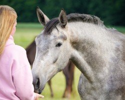 horse Calima L (Westphalian, 2023, from Cornet's Carpaccio RT)