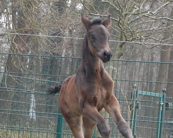 Caballo Seralida (Oldenburgués, 2015, de Sir Donnerhall I)