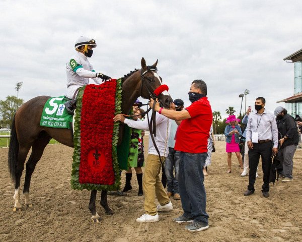 horse Hot Rod Charlie xx (Thoroughbred, 2018, from Oxbow xx) horse Hot Rod Charlie xx (Thoroughbred, 2018, from Oxbow xx)