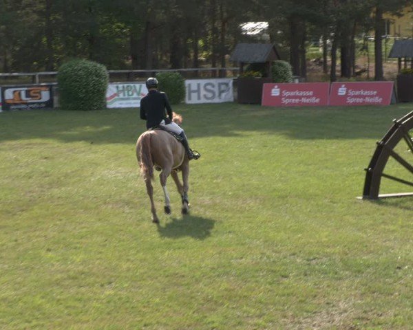 Reitturnier Cottbus-Sielow 2025