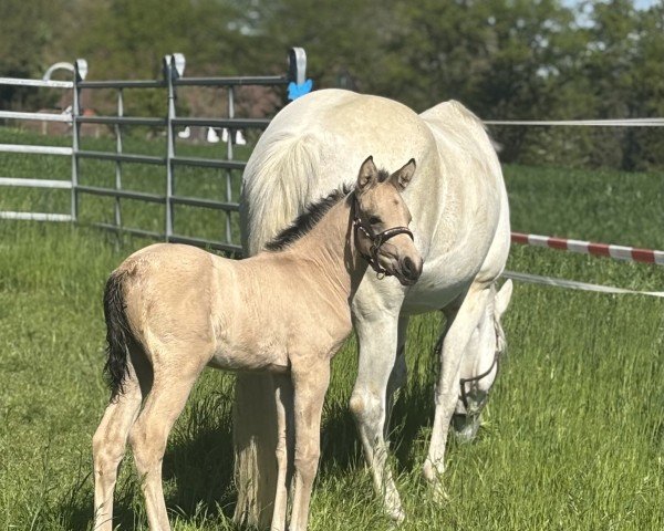 Fohlen von Daily Sunshine K (Deutsches Reitpony, 2025, von Denim AT)
