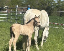 foal by Daily Sunshine K (German Riding Pony, 2025, from Denim AT)