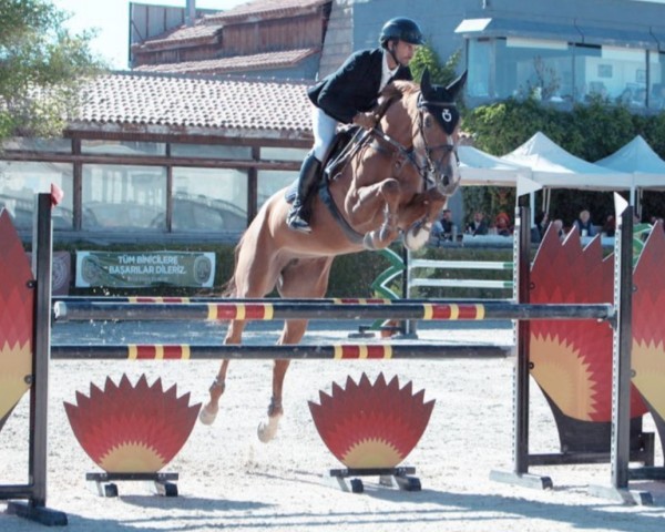 Springpferd Eloyou (Selle Français, 2014, von Vigo d'Arsouilles)