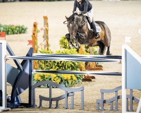 Springpferd Ivettus del Maset (Spanisches Sportpferd, 2013, von Indret del Masset)