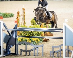 jumper Ivettus del Maset (Spanish Sport Horse, 2013, from Indret del Masset)