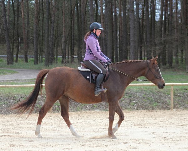 Pferd Carrera ox (Vollblutaraber, 2017, von Nivourgonnatouchthis ox)