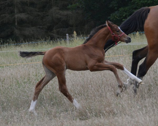 Springpferd Vaiana (Trakehner, 2020, von Bel Espace Go)