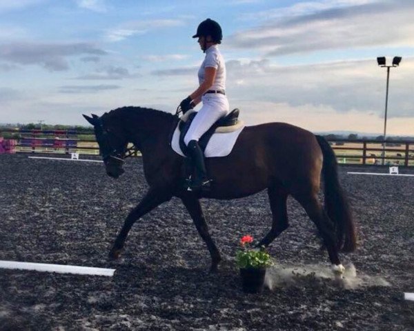 broodmare Kestiva (Westphalian,  , from Festivo)