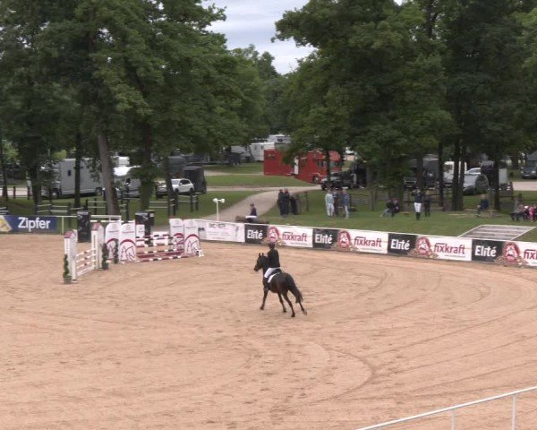 Reitturnier Stadl-Paura 2025