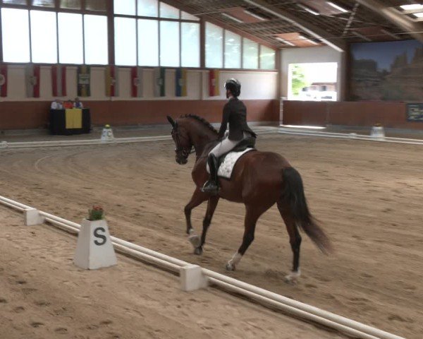 Reitturnier Weikersdorf am Steinfelde 2025
