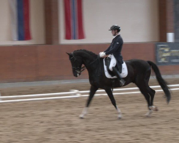 Reitturnier Weikersdorf am Steinfelde 2025