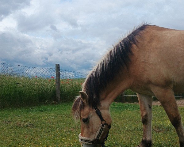 broodmare Laila (Fjord Horse, 2007, from Dexter)
