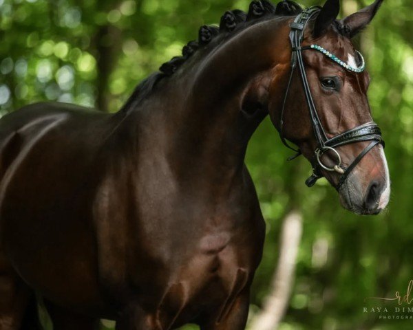 horse Be my Fame (Hanoverian, 2019, from Buckingham)