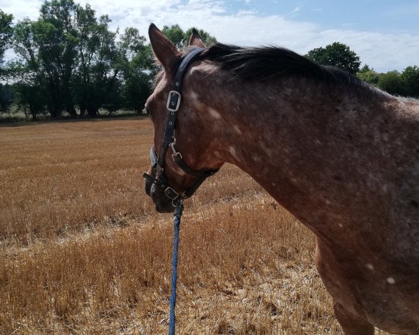 horse Hermine vom Heinkenstruck (Little German Riding Horse, 2012, from Conteur)