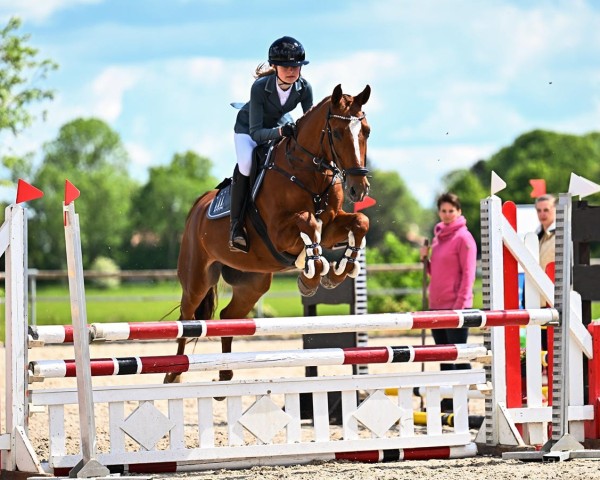 jumper Morton D (German Riding Pony, 2012, from Mc Fly High D)