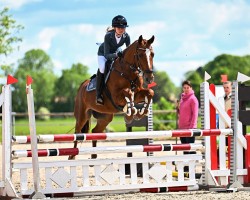 Springpferd Morton D (Deutsches Reitpony, 2012, von Mc Fly High D)