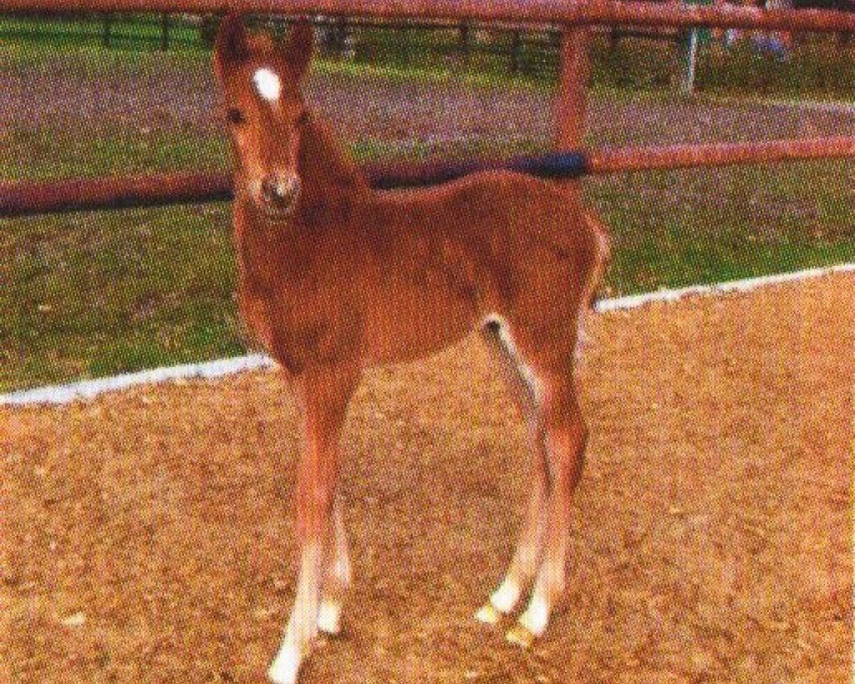 Pferd Danny (Deutsches Reitpony, 2009, von Dance Star AT NRW)