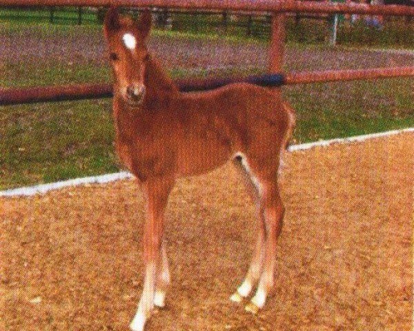 horse Danny (German Riding Pony, 2009, from Dance Star AT NRW)