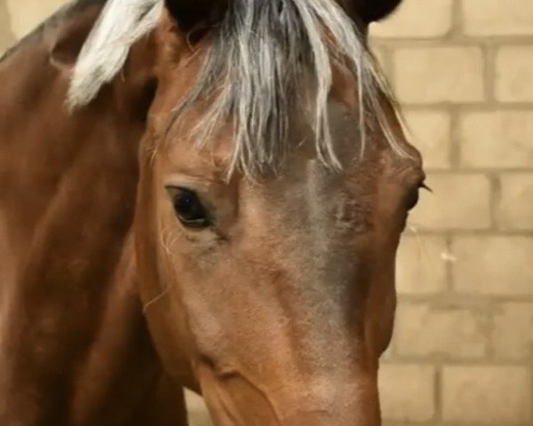 dressage horse Strawberry Cupcake (Oldenburg, 2008, from Samba Hit III)