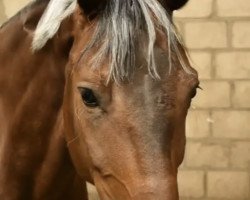 dressage horse Strawberry Cupcake (Oldenburg, 2008, from Samba Hit III)