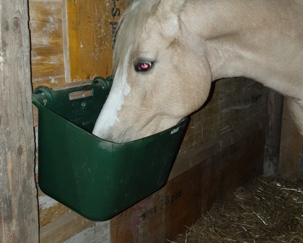 broodmare Ennia (KWPN (Royal Dutch Sporthorse), 2010, from Klein Roderijs Cocktail)