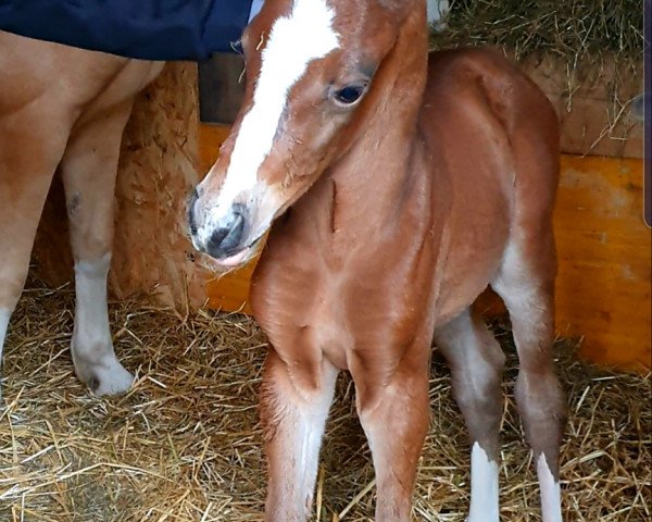 horse Diamond's Deluxe (Westphalian, 2021, from Reitland's Diamonds Gold)