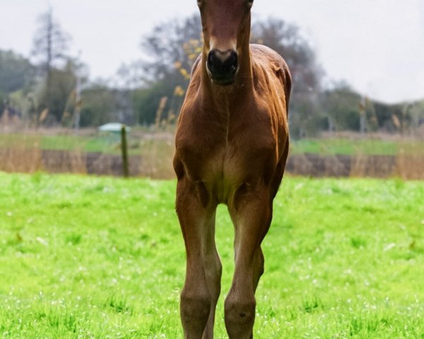 broodmare Vilma (Hanoverian, 2021, from Viscount 22)
