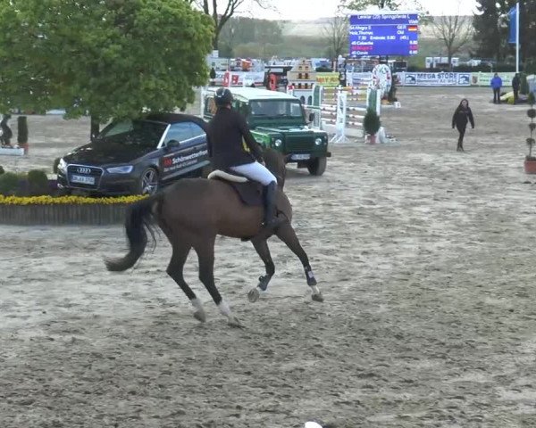 Reitturnier Werne-Lenklar 2014