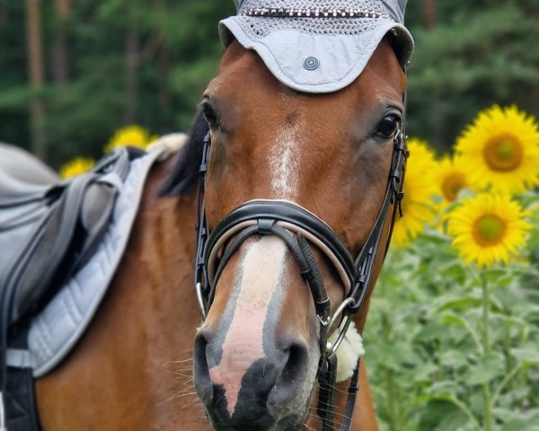 horse Vancouver B's Ophelia (German Warmblood, 2019, from Vancouver B)