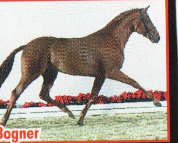 Deckhengst Bogner (Westfale, 1999, von Brentano II) Deckhengst Bogner (Westfale, 1999, von Brentano II)