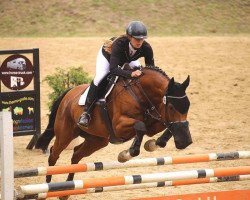 Springpferd Picordy (Rheinländer, 2006, von Pikeur)